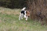 FOX TERRIER 580